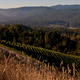 A hillside vineyard above a redwood and fir forest in Boonville (Photo: George Rose/Getty)